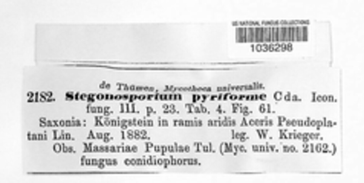 Stegonsporium image